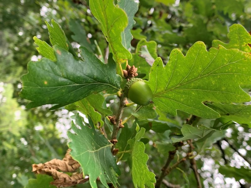 Oak Leaf Kerry