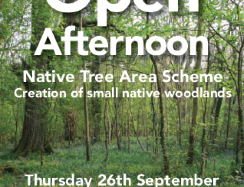 Open Afternoon  Native Tree Area Scheme